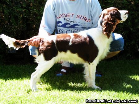 English Springer Spaniel Aica od Malesovske prehrady