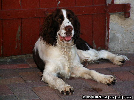 English Springer Spaniel Ohne Worte!