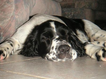 English Springer Spaniel Emma nach dem Spaziergang