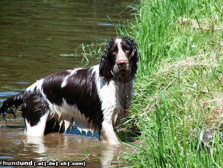 English Springer Spaniel Vorsicht!!! Nass und dreckig!!!