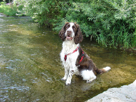 English Springer Spaniel Abkühlung bei 36Grad