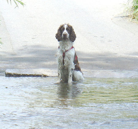 English Springer Spaniel Ich bin tapfer...