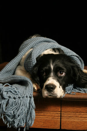 English Springer Spaniel Rubina vom King-Charles, unsere Stammmutter 