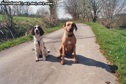 English Springer Spaniel Quasie +Shirly