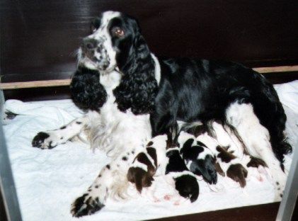 English Springer Spaniel Hunde Foto 2046 English Springer Spaniel Ein English Springer Spaniel mit Welpen