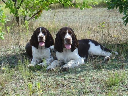 English Springer Spaniel Erholung im Schatten