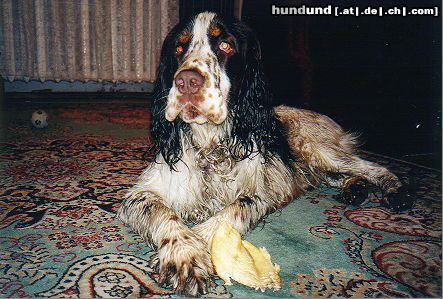 English Springer Spaniel Hunde Foto 13921 English Springer Spaniel Schwimmen ist mein Leben !