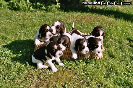 English Springer Spaniel Hunde Foto 13609 English Springer Spaniel Kein Platz mehr!