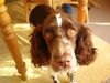 English Springer Spaniel Hund