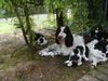 English Springer Spaniel Foto: Mutter und Kinder (ID 5510) English Springer Spaniel Hund