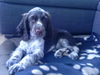 English Springer Spaniel Hund