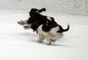 English Springer Spaniel Hund