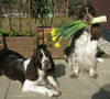 English Springer Spaniel Foto: Frühlingsgrüße (ID 37468) English Springer Spaniel Hund