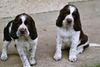 English Springer Spaniel Hund