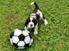 English Springer Spaniel Hund