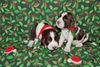 English Springer Spaniel Foto: Hast du auch schon Weihnachten in der Nase? (ID 26931) English Springer Spaniel Hund