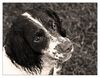 English Springer Spaniel Foto: Jamey heute am Rhein.; )) (ID 38129) English Springer Spaniel Hund