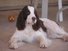 English Springer Spaniel Hund