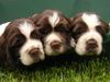 English Springer Spaniel Hund