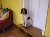 English Springer Spaniel Hund