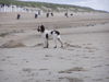 English Springer Spaniel Foto: Bo auf Texel (ID 38880) English Springer Spaniel Hund