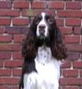 English Springer Spaniel Hund