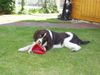 English Springer Spaniel Foto: Unser Andy under Pressure of Magic Mountains (ID 10875) English Springer Spaniel Hund