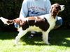 English Springer Spaniel Hund