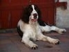 English Springer Spaniel Hund