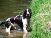 English Springer Spaniel Hund