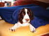 English Springer Spaniel Hund