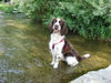 English Springer Spaniel Foto: Abkühlung bei 36Grad (ID 32933) English Springer Spaniel Hund