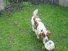 English Springer Spaniel Hund