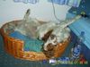 English Springer Spaniel Foto: das ist henry (ID 20343) English Springer Spaniel Hund
