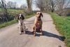 English Springer Spaniel Hund