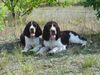 English Springer Spaniel Foto: Erholung im Schatten (ID 37466) English Springer Spaniel Hund