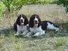 English Springer Spaniel Hund