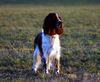 English Springer Spaniel Hund