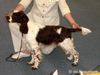 English Springer Spaniel Foto: Einer der Welpen der schwarz-weißen Hündin: Apollo vom Springer-Clan (Sama) (ID 7316) English Springer Spaniel Hund