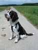 English Springer Spaniel Hund