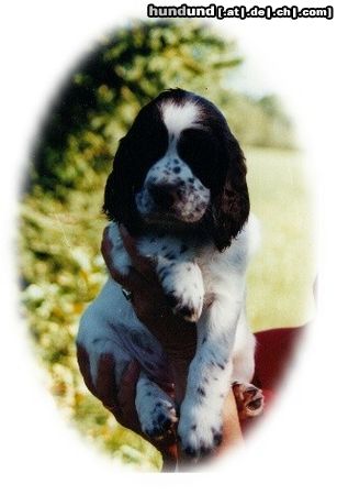 English Springer Spaniel Hunde Foto 6564 English Springer Spaniel Unsere kleine Ronja....