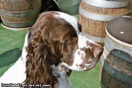 English Springer Spaniel Hunde Foto 7315 English Springer Spaniel Sama (Apollo vom Springer-Clan)