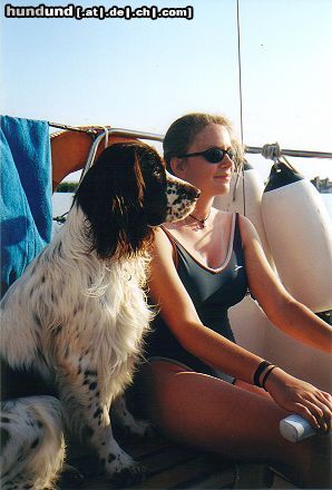 English Springer Spaniel Hunde Foto 13927 English Springer Spaniel Segeln ist meine Leidenschaft !