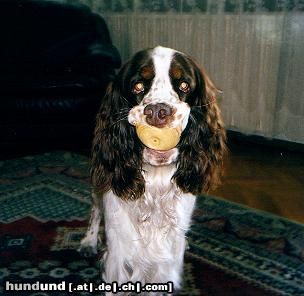 English Springer Spaniel Hunde Foto 13928 English Springer Spaniel ...und manchmal nimmt D'Artagnan den Mund zu voll !
