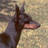 English Toy Terrier, Black-and-tan Toy Terrier, Toy Manchester Terrier