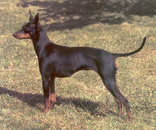 English Toy Terrier Hunde Foto 275 English Toy Terrier