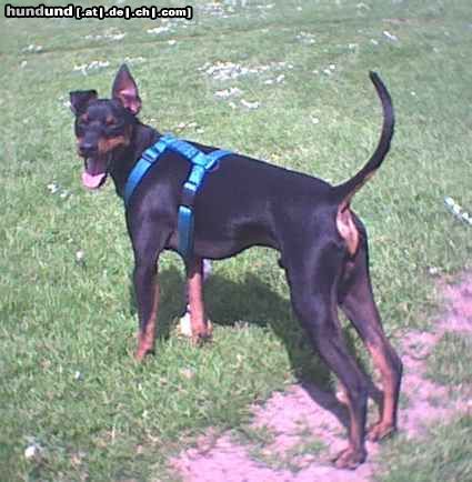 English Toy Terrier Hunde Foto 7520 English Toy Terrier Das ist der freundliche Vincent ein ETT (39 cm, 8,2 Kg und 2,5 Jahre)