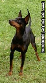 English Toy Terrier JWW Khanbull´s Sire´s Moonray