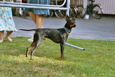 English Toy Terrier Hunde Foto 33699 in höherer Auflösung ansehen English Toy Terrier Brosing's Royal Toy Edition
