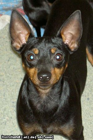 English Toy Terrier JWW Khanbull´s Sire´s Moonray 1y.5m.